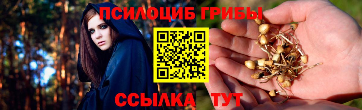 Псилоцибиновые грибы Psilocybe  Вход с VPN  Кузнецк 